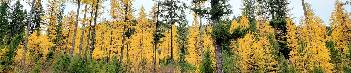 Beautiful western larch in their fall colors